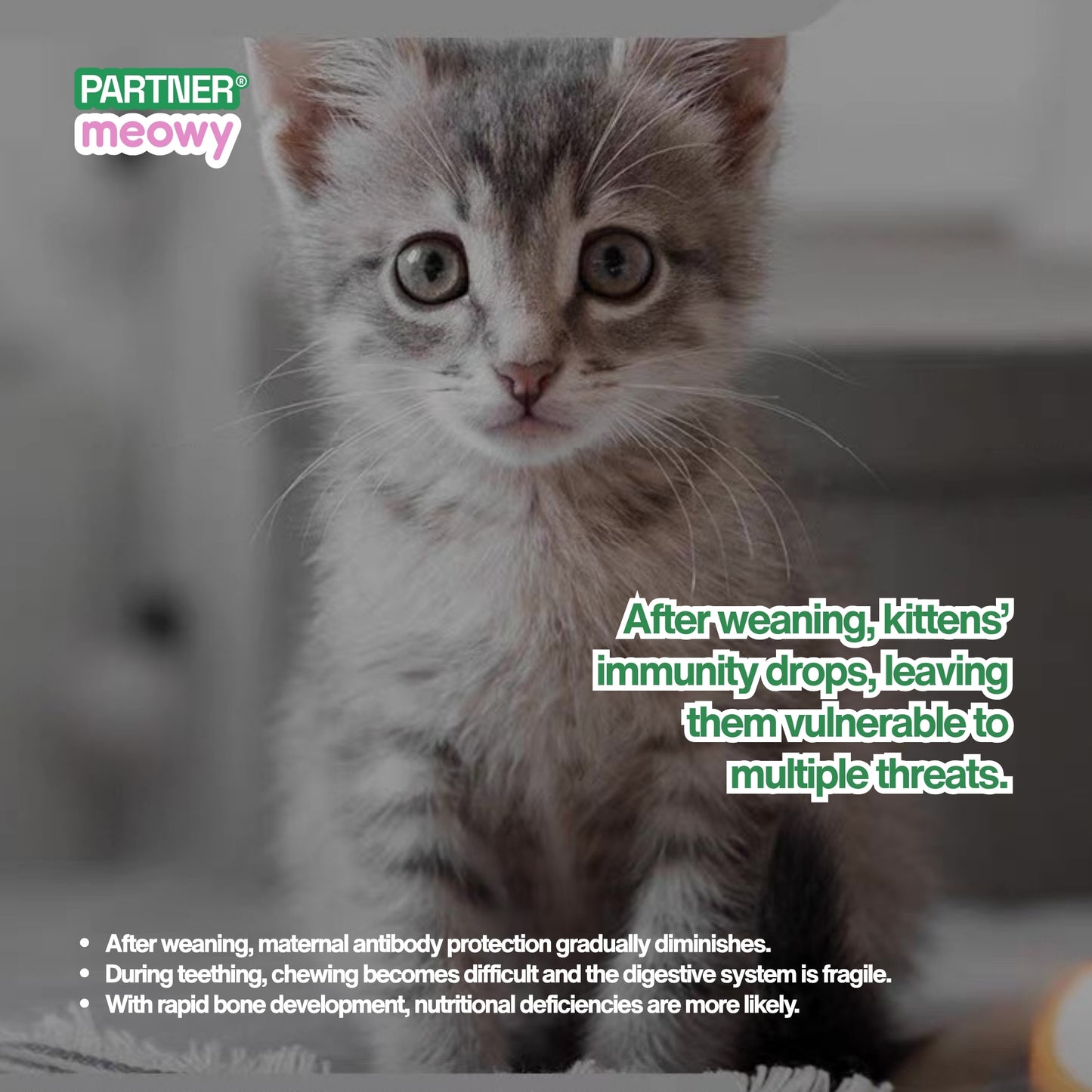 8:1:1 Complete & Balanced Staple Cat Wet Food for Kittens, Pregnant & Lactating Cats