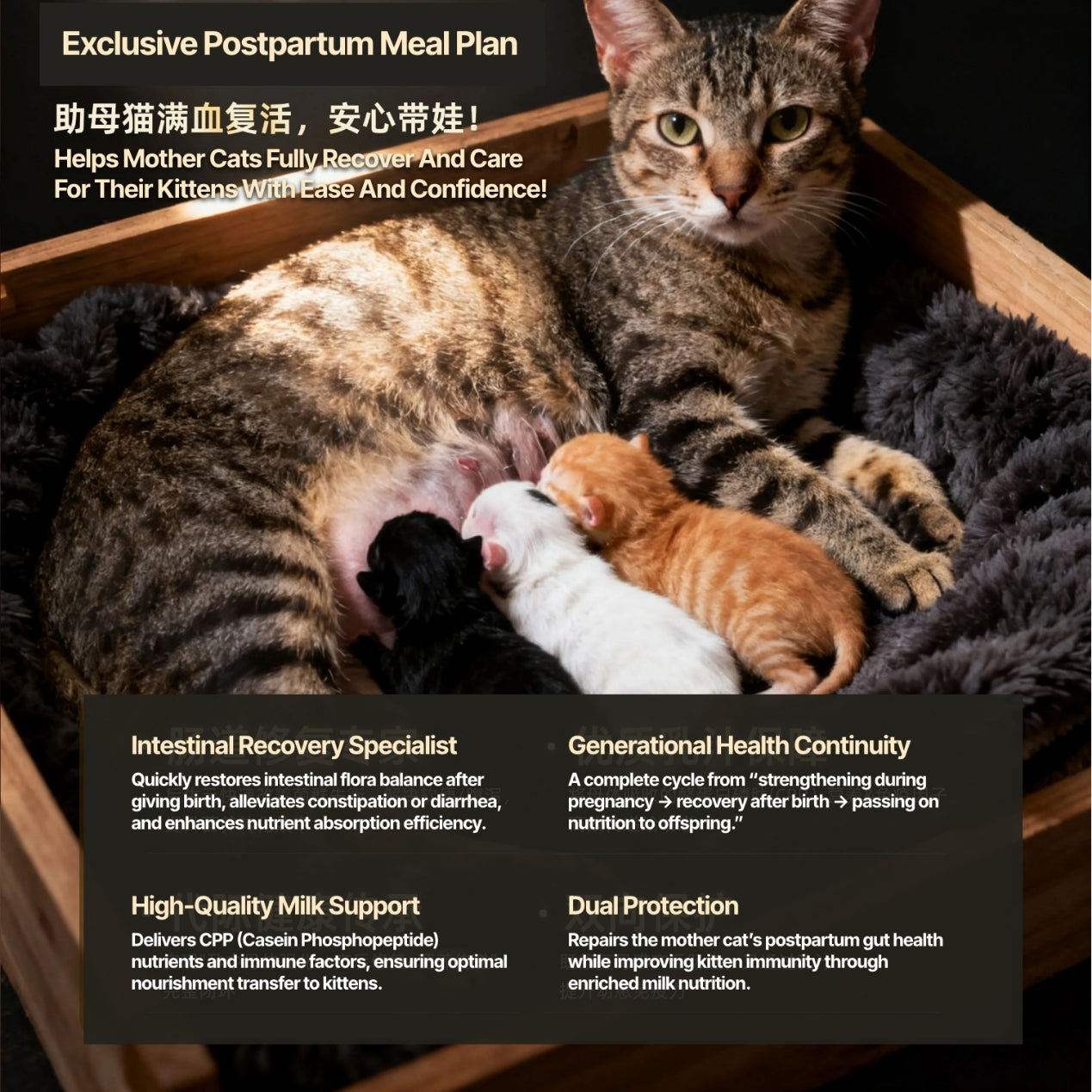 High-Energy Nutritional Cat Food for Pregnant, Nursing, and Growing Kittens